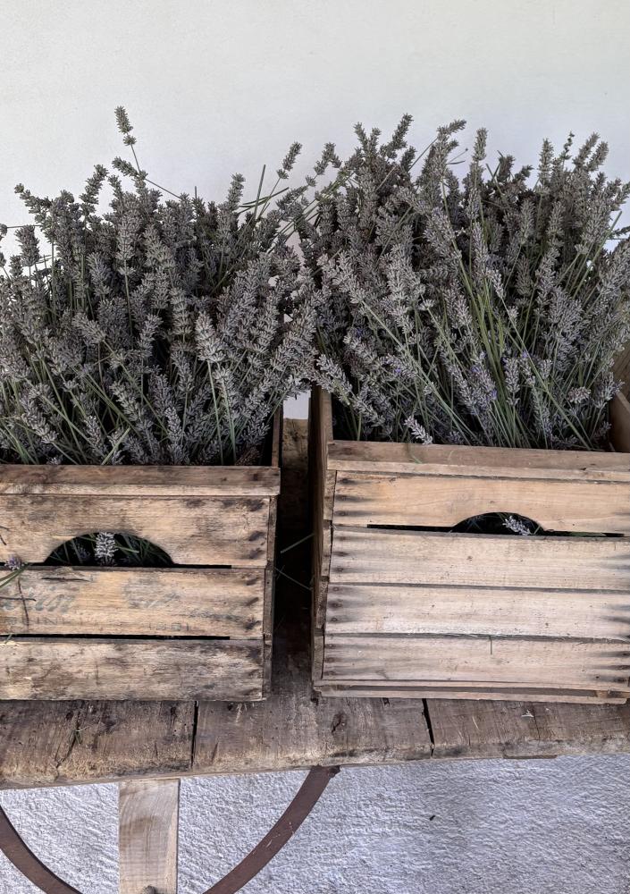 Inizio raccolta della lavanda a luglio ’26