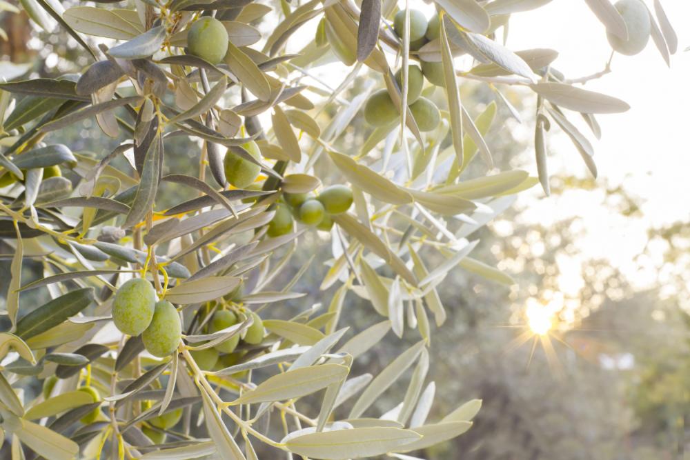 Olio d'oliva