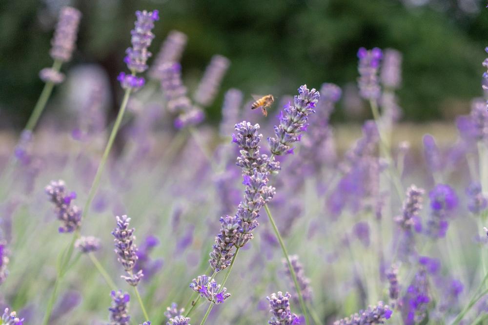 Prodotti a base di lavanda