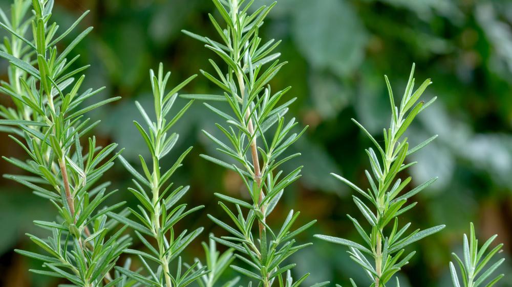 Prodotti a base di piante aromatiche