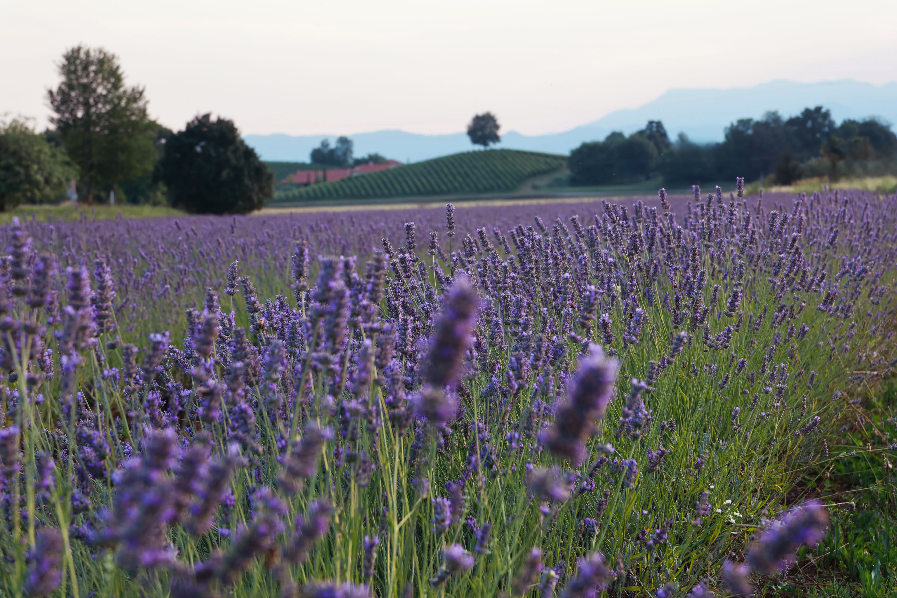 Tenuta al Castelletto